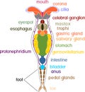 Scheme of bdelloid rotifer anatomy Royalty Free Stock Photo